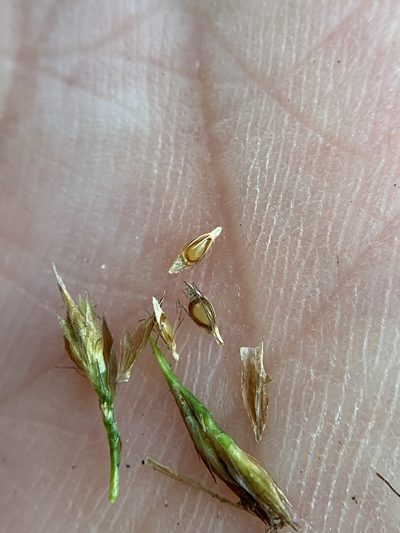 Rhynchospora crinipes, photographed by Matt Berger