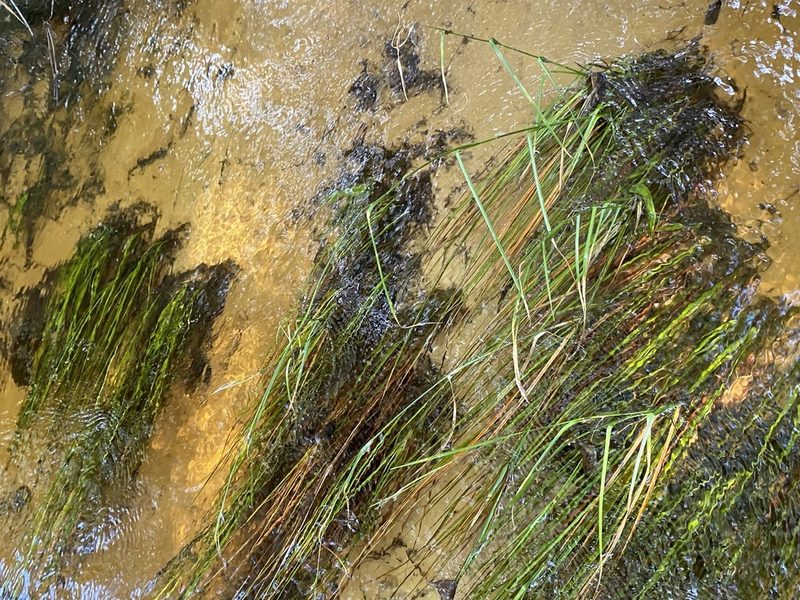 Rhynchospora crinipes, photographed by Matt Berger