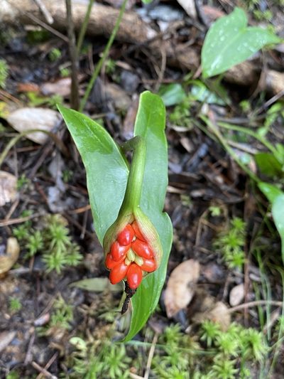 Peltandra sagittifolia, photographed by Matt Berger