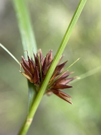 Rhynchospora chalarocephala, photographed by Matt Berger