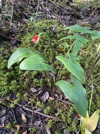 Peltandra sagittifolia, photographed by Matt Berger