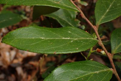 Leucothoe axillaris, photographed by Austin Pursley