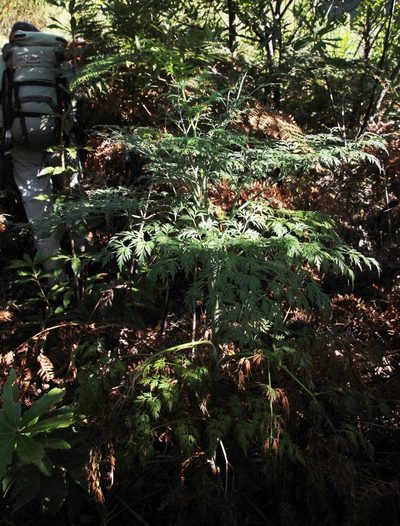 Notobubon gummiferum, photographed by Tony Rebelo