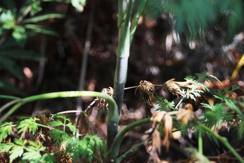 Notobubon gummiferum, photographed by Tony Rebelo
