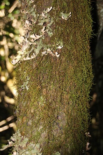 Papillaria africana, photographed by Tony Rebelo