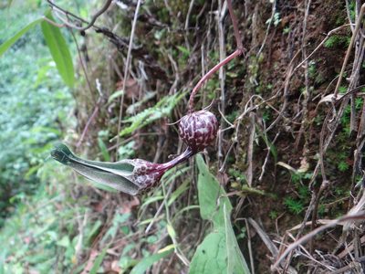 Ceropegia decaisneana, photographed by Ansil B.R.