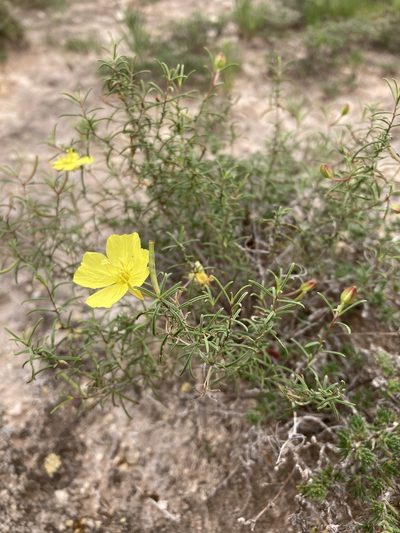 Oenothera gayleana, photographed by Cecelia Alexander