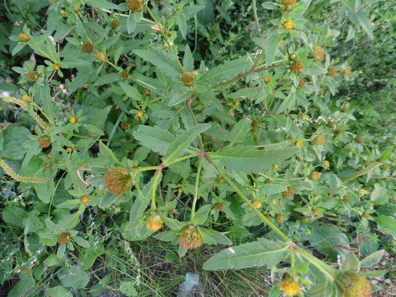Bidens tripartita, photographed by Силаева Татьяна Борисовна