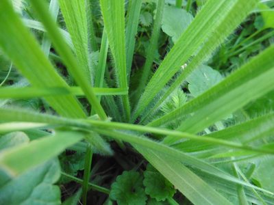 Bromus riparius, photographed by Силаева Татьяна Борисовна