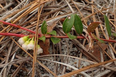 Vaccinium crassifolium, photographed by Austin Pursley