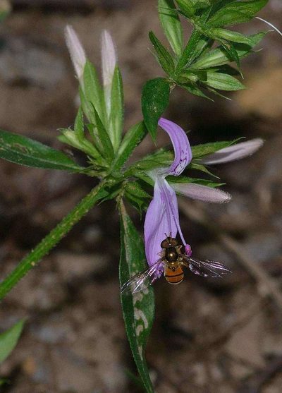 Dicliptera magaliesbergensis, photographed by Andrew Hankey