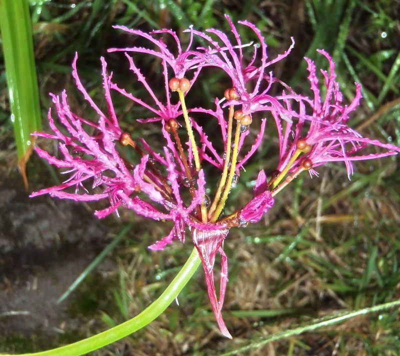 Nerine undulata, photographed by Nicola van Berkel