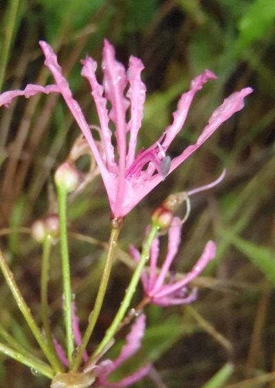 Nerine undulata, photographed by Nicola van Berkel