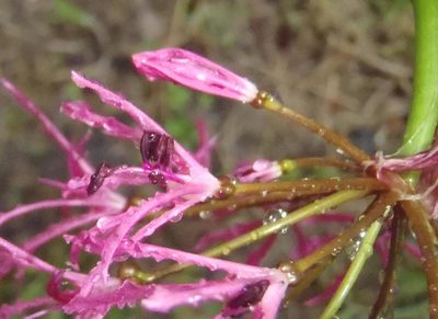 Nerine undulata, photographed by Nicola van Berkel
