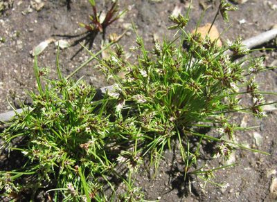 Ficinia leucoloma, photographed by douglaseustonbrown