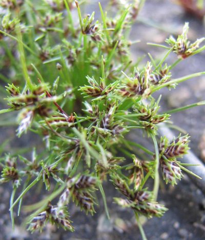 Ficinia leucoloma, photographed by douglaseustonbrown