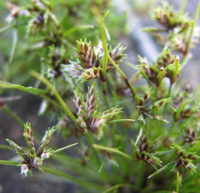 Ficinia leucoloma, photographed by douglaseustonbrown