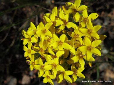 Sebaea natalensis, photographed by Peter Warren