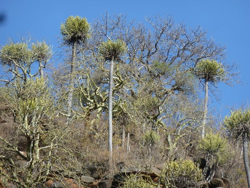 Euphorbia sekukuniensis, photographed by M Kriek