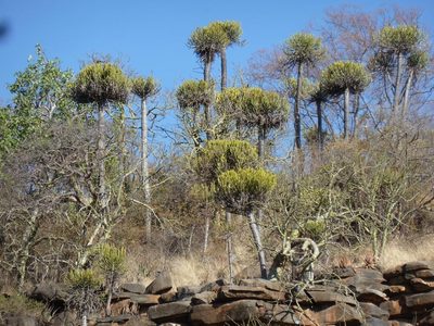 Euphorbia sekukuniensis, photographed by M Kriek
