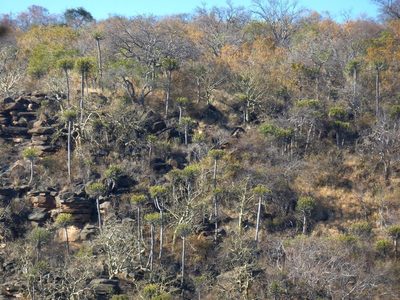 Euphorbia sekukuniensis, photographed by M Kriek