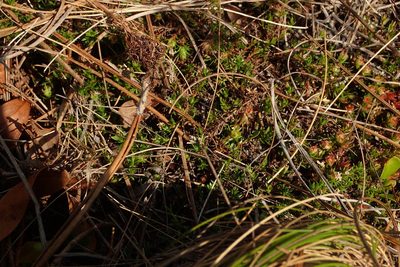 Pyxidanthera barbulata, photographed by Austin Pursley