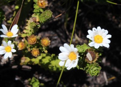 Osmitopsis parvifolia, photographed by Tony Rebelo