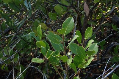 Ilex coriacea, photographed by Austin Pursley