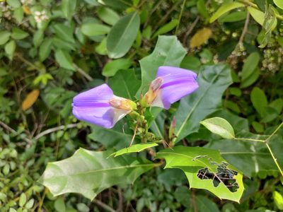 Acanthus ilicifolius, photographed by Rongrong Angkaew