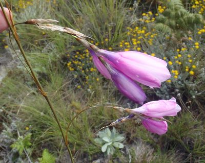 Dierama pulcherrimum, photographed by Nicola van Berkel