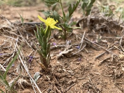 Oenothera tubicula, photographed by Cecelia Alexander