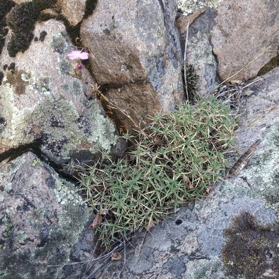 Dianthus graniticus, photographed by Tim Johnson