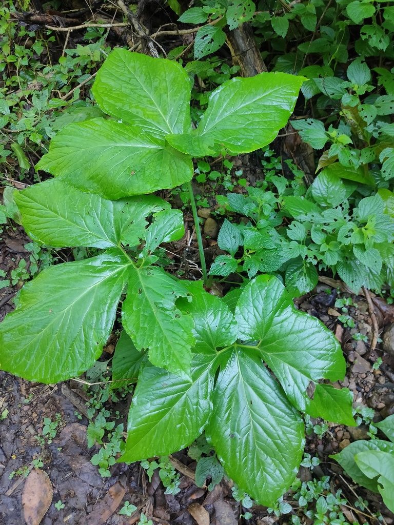 Typhonium trilobatum, photographed by Rongrong Angkaew