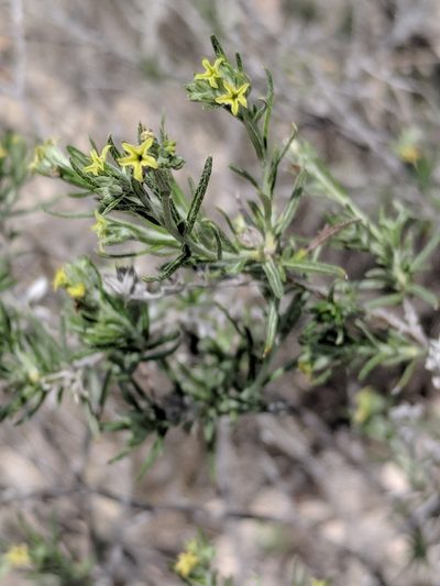 Euploca torreyi, photographed by Alison Northup