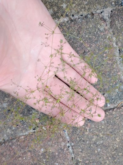 Galium anglicum, photographed by Darrel Watts