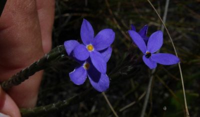 Gnidia penicillata, photographed by Tony Rebelo