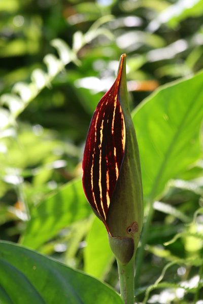 Lasimorpha senegalensis, photographed by Lucy Keith-Diagne
