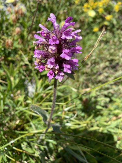 Betonica hirsuta, photographed by Patrick Delhalt