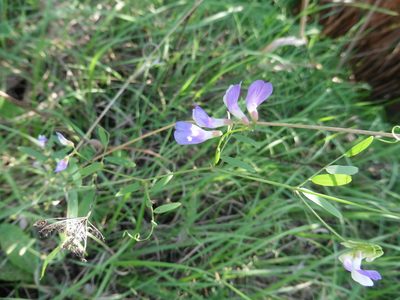 Vicia biennis, photographed by Силаева Татьяна Борисовна