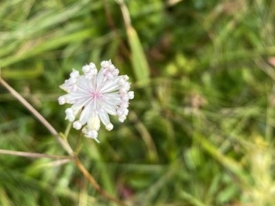 Astrantia minor, photographed by Patrick Delhalt