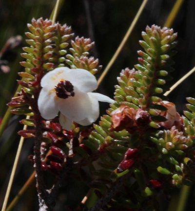 Erica corydalis, photographed by Tony Rebelo