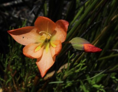 Gladiolus brevitubus, photographed by Tony Rebelo
