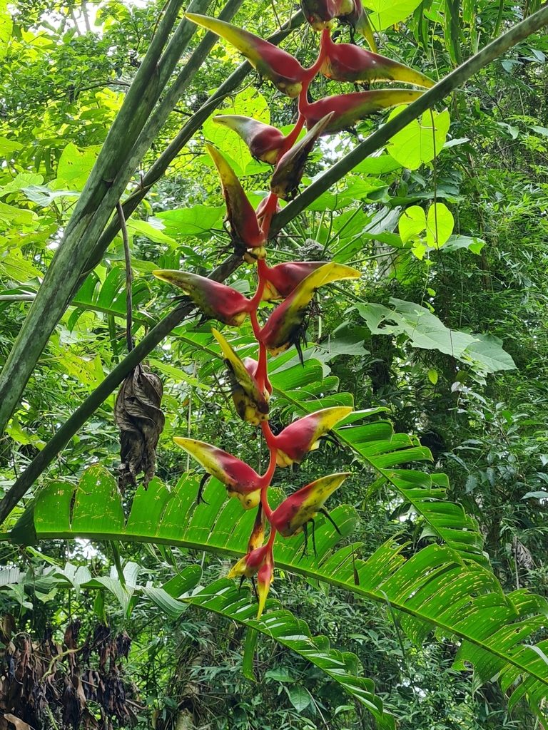 Heliconia platystachys, photographed by Anthony Batista