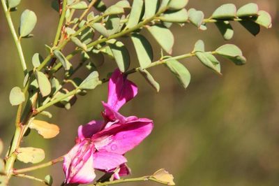 Indigofera langebergensis, photographed by Tony Rebelo