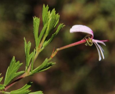 Pelargonium ternatum, photographed by Tony Rebelo