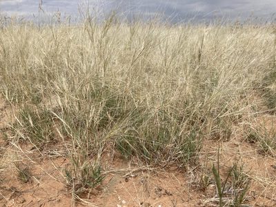 Scleropogon brevifolius, photographed by Cecelia Alexander