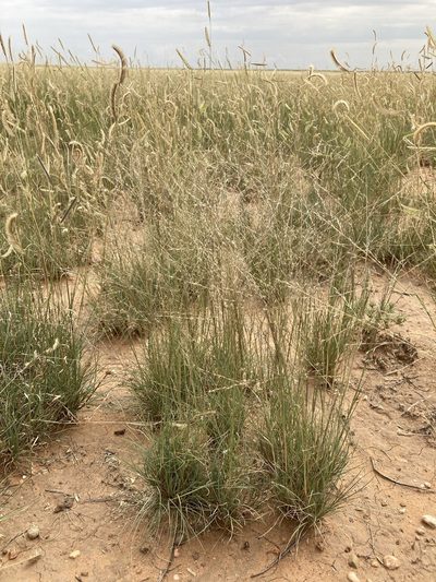 Muhlenbergia arenicola, photographed by Cecelia Alexander