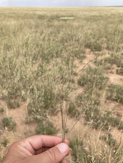 Muhlenbergia arenicola, photographed by Cecelia Alexander