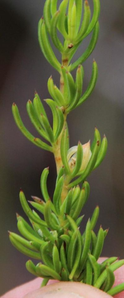 Cliffortia densa, photographed by Tony Rebelo