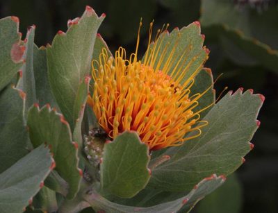 Leucospermum mundii, photographed by Tony Rebelo